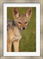 Framed Kenya, Masai Mara GR, Black-backed Jackal