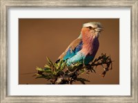 Framed Kenya, Masai Mara GR, Lilac-breasted Roller