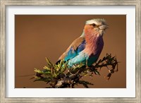 Framed Kenya, Masai Mara GR, Lilac-breasted Roller