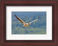 Framed Kenya. White Pelican in flight at Lake Nakuru.