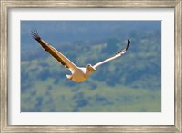 Framed Kenya. White Pelican in flight at Lake Nakuru.