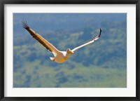 Framed Kenya. White Pelican in flight at Lake Nakuru.