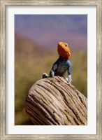 Framed Kenya: Namunyak Conservation Area, Agama Lizard on rock