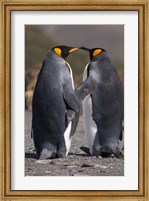 Framed King penguins, mating ritual