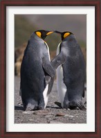 Framed King penguins, mating ritual