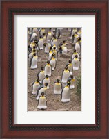 Framed King penguins, Salisbury Plain