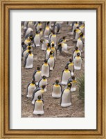 Framed King penguins, Salisbury Plain