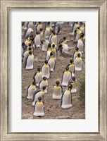 Framed King penguins, Salisbury Plain