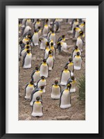 Framed King penguins, Salisbury Plain