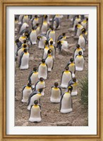 Framed King penguins, Salisbury Plain