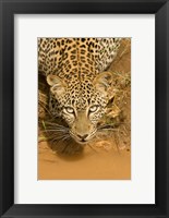 Framed Leopard at waterhole in Masai Mara GR, Kenya