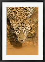 Framed Leopard at waterhole in Masai Mara GR, Kenya