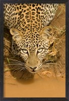 Framed Leopard at waterhole in Masai Mara GR, Kenya