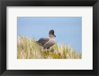 Framed Light-mantled sooty albatross bird, Gold Harbor