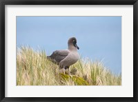 Framed Light-mantled sooty albatross bird, Gold Harbor