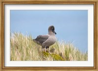 Framed Light-mantled sooty albatross bird, Gold Harbor