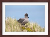 Framed Light-mantled sooty albatross bird, Gold Harbor