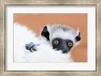 Framed Madagascar, Verreau's sifaka primate
