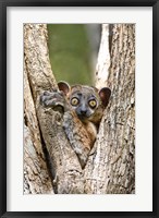 Framed Madagascar, White-footed sportive lemur primate