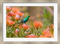 Framed Malachite Sunbird, Cape Province, South Africa
