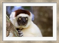 Framed Male Verreaux's Sifaka at the Nahampoana Reserve