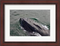 Framed Close up of Humpback whale, western Antarctic Peninsula