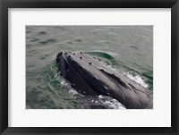 Framed Close up of Humpback whale, western Antarctic Peninsula