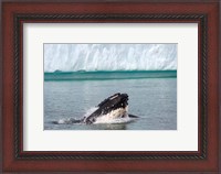 Framed Humpback whale, Antarctic