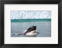 Framed Humpback whale, Antarctic