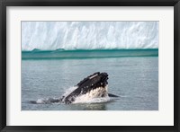 Framed Humpback whale, Antarctic