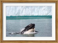 Framed Humpback whale, Antarctic