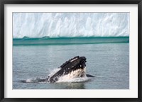 Framed Humpback whale, Antarctic