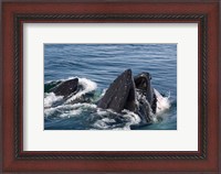 Framed Humpback whales feeding, western Antarctic Peninsula