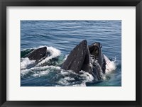 Framed Humpback whales feeding, western Antarctic Peninsula