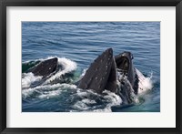 Framed Humpback whales feeding, western Antarctic Peninsula