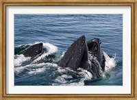 Framed Humpback whales feeding, western Antarctic Peninsula