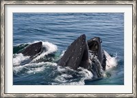 Framed Humpback whales feeding, western Antarctic Peninsula