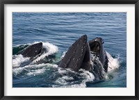 Framed Humpback whales feeding, western Antarctic Peninsula