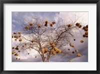 Framed Kenya, Acacia, Back-necked and Vitelline masked Weaver