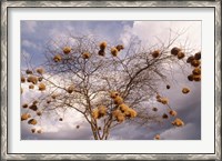 Framed Kenya, Acacia, Back-necked and Vitelline masked Weaver