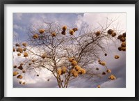 Framed Kenya, Acacia, Back-necked and Vitelline masked Weaver