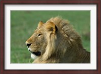 Framed Kenya, Masai Mara Game Reserve, Lion