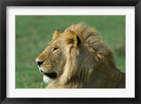 Framed Kenya, Masai Mara Game Reserve, Lion