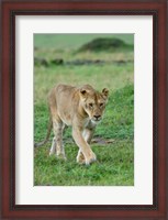 Framed Kenya: Masai Mara Game Reserve, Mara Conservancy, Lion