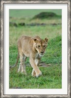 Framed Kenya: Masai Mara Game Reserve, Mara Conservancy, Lion