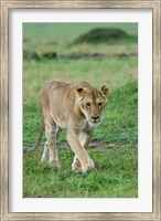 Framed Kenya: Masai Mara Game Reserve, Mara Conservancy, Lion