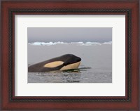 Framed Killer whale, Western Antarctic Peninsula