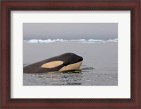 Framed Killer whale, Western Antarctic Peninsula