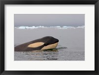 Framed Killer whale, Western Antarctic Peninsula