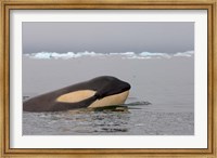 Framed Killer whale, Western Antarctic Peninsula